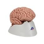 Cervello, modello classico, in 5 parti - 3B Smart Anatomy, 1000226 [C18], Modelli di Cervello