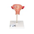 Modello di embrione, 3º mese - 3B Smart Anatomy, 1000324 [L10/3], Modelli Gravidanza