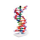 Struttura e funzione del DNA