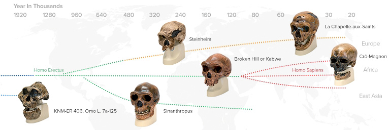 Antropologico Skulls