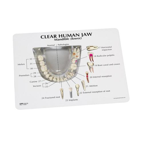Mascella umana trasparente con modello di denti, 1019540, Modelli Dentali