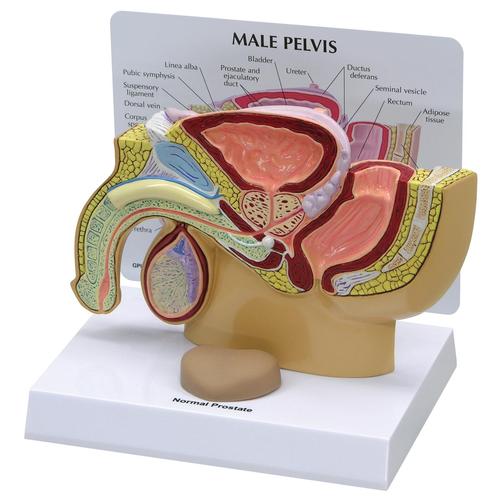 Pelvi Maschili con Prostata, 1019562, Modelli di Pelvi e Organi genitali