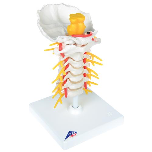 Set puntura spinale cervicale, 8000891 [3011957], Kit di simulazione
