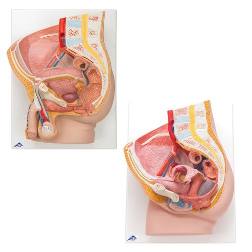 Set di anatomia Bacino, 8000837, Modelli di Pelvi e Organi genitali