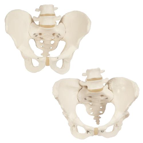 Set di anatomia Ossa del Bacino, 8000838, Modelli di Pelvi e Organi genitali