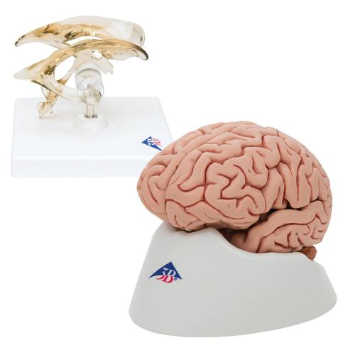 Set di anatomia Cervello e Ventricolo, 8000842, Modelli di Cervello