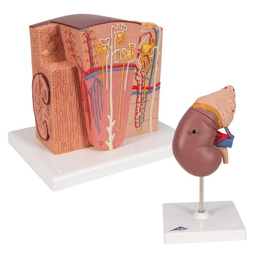 Kidney Set, 8000906, Set di anatomia
