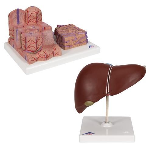 Liver Set, 8000908, Set di anatomia