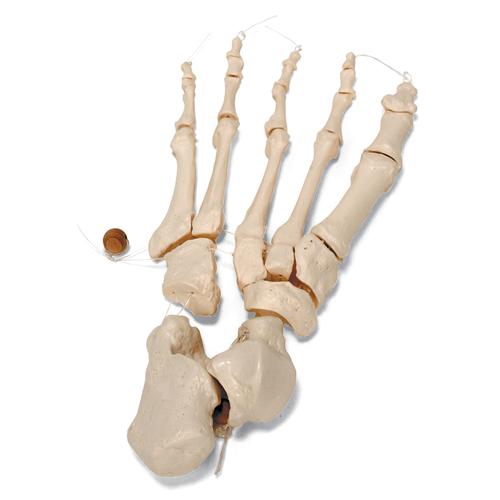 Metà scheletro, non
montato - 3B Smart Anatomy, 1020156 [A04/1], Modelli di scheletro smontabili