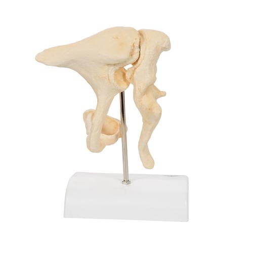Ossicini dell'orecchio – Ingrandimento con fattore 20 BONElike - 3B Smart Anatomy, 1009697 [A100], Modelli singoli di ossa
