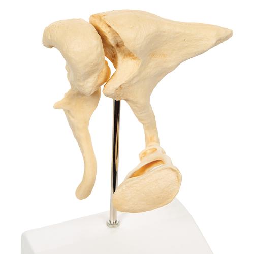 Ossicini dell'orecchio – Ingrandimento con fattore 20 BONElike - 3B Smart Anatomy, 1009697 [A100], Modelli singoli di ossa