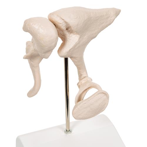 Ossicini dell'orecchio – Ingrandimento con fattore 20 - 3B Smart Anatomy, 1012786 [A101], Modelli singoli di ossa