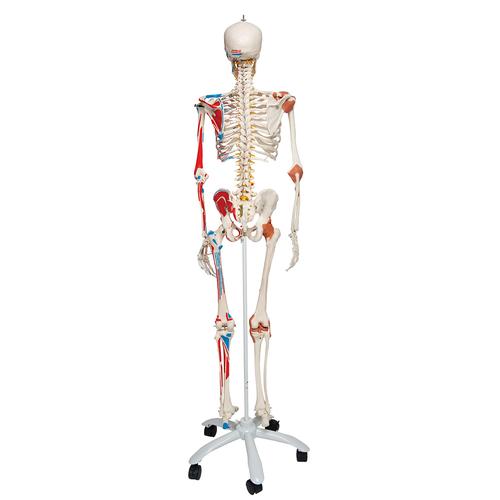 Scheletro Sam A13 - Versione di lusso, su cavalletto in metallo con 5 rotelle - 3B Smart Anatomy, 1020176 [A13], PON Biologia - Laboratorio di Anatomia umana