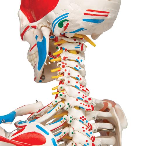 Scheletro Sam A13 - Versione di lusso, su cavalletto in metallo con 5 rotelle - 3B Smart Anatomy, 1020176 [A13], PON Biologia - Laboratorio di Anatomia umana