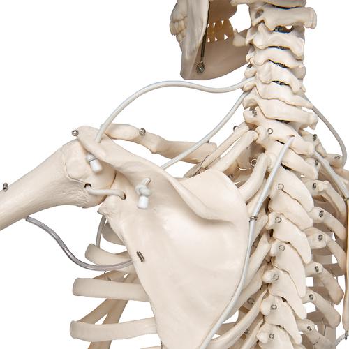 Scheletro Feldi A15/3S, lo scheletro funzionale su cavalletto in metallo da appendere con 5 rotelle - 3B Smart Anatomy, 1020180 [A15/3S], Modelli di Scheletro a grandezza naturale