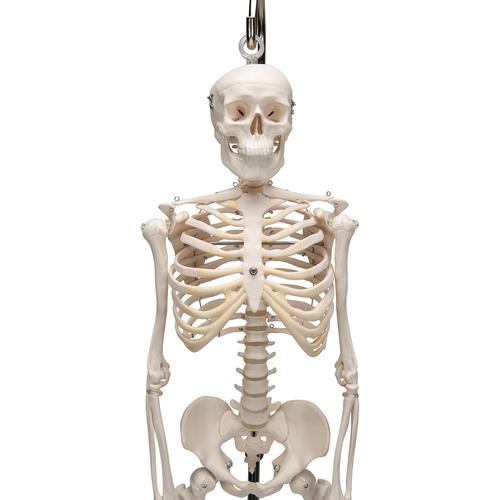 Mini scheletro „Shorty“, su stativo, anche da appendere - 3B Smart Anatomy, 1000040 [A18/1], Mini-Scheletro