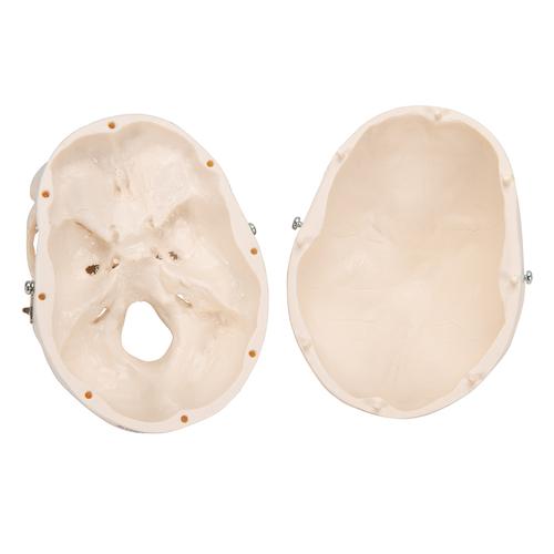 Mini cranio, in 3 parti - 3B Smart Anatomy, 1000041 [A18/15], Modelli di Cranio
