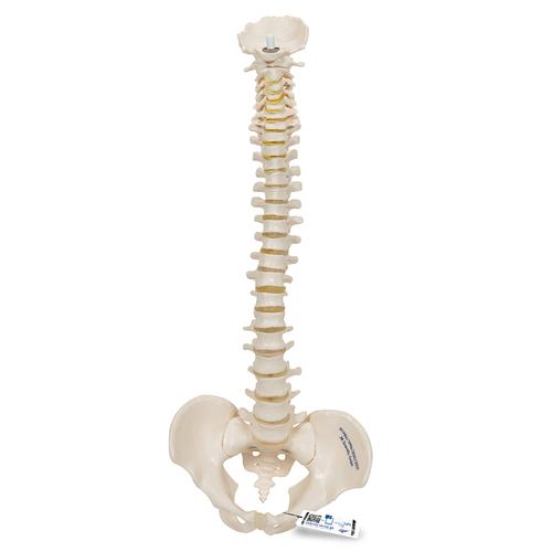 Mini colonna vertebrale, elastica - 3B Smart Anatomy, 1000042 [A18/20], Mini-Scheletro