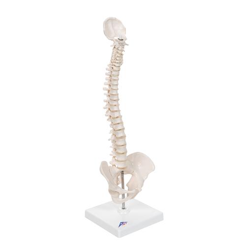 Mini colonna vertebrale, elastica, su stativo - 3B Smart Anatomy, 1000043 [A18/21], Mini-Scheletro