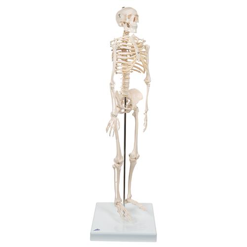 Mini scheletro „Shorty“, su base - 3B Smart Anatomy, 1000039 [A18], Mini-Scheletro