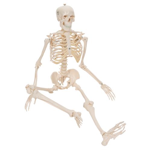 Mini scheletro „Shorty“, su base - 3B Smart Anatomy, 1000039 [A18], Mini-Scheletro
