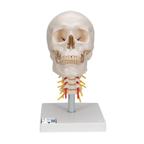 Cranio, modello classico, con vertebre cervicali, in 4 parti - 3B Smart Anatomy, 1020160 [A20/1], Modelli di vertebre