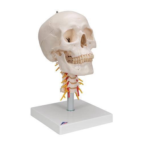 Cranio, modello classico, con vertebre cervicali, in 4 parti - 3B Smart Anatomy, 1020160 [A20/1], Modelli di Colonna Vertebrale