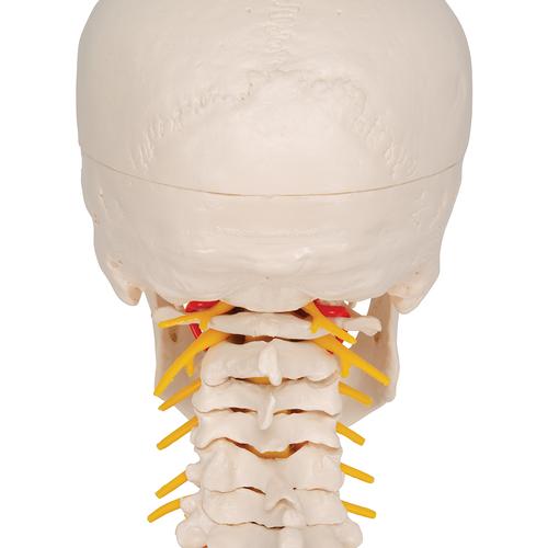 Cranio, modello classico, con vertebre cervicali, in 4 parti - 3B Smart Anatomy, 1020160 [A20/1], Modelli di Colonna Vertebrale