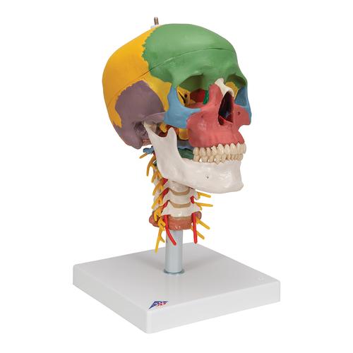 Cranio, modello didattico, su vertebre cervicali, in 4 parti - 3B Smart Anatomy, 1020161 [A20/2], Modelli di Cranio