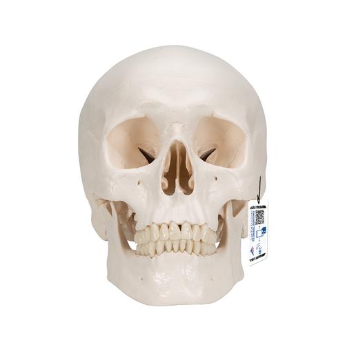 Cranio, modello classico, con cervello, in 8 parti - 3B Smart Anatomy, 1020162 [A20/9], Modelli di Cranio