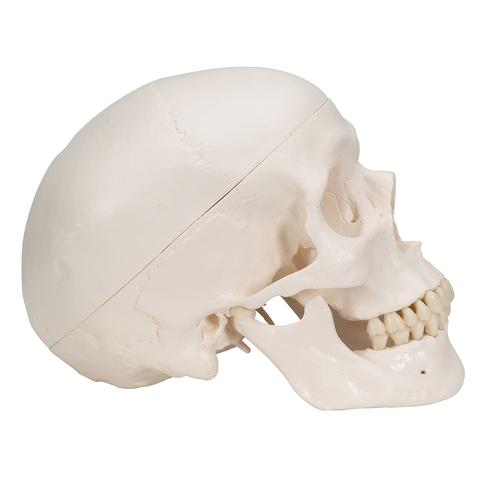 Cranio, modello classico, con cervello, in 8 parti - 3B Smart Anatomy, 1020162 [A20/9], Modelli di Cranio