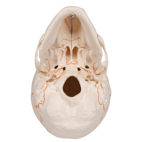 Cranio, modello classico, in 3 parti - 3B Smart Anatomy, 1020165 [A21], Modelli di Cranio