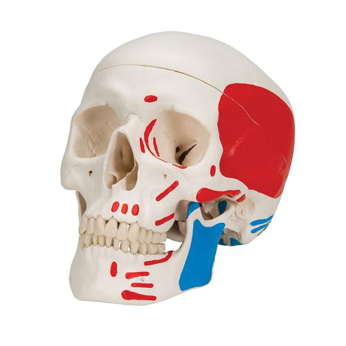 Cranio, modello classico, dipinto, in 3 parti - 3B Smart Anatomy, 1020168 [A23], Modelli di Cranio