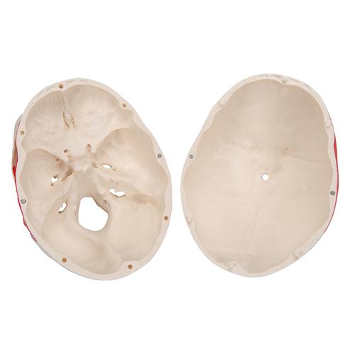 Cranio, modello classico, dipinto, in 3 parti - 3B Smart Anatomy, 1020168 [A23], Modelli di Cranio