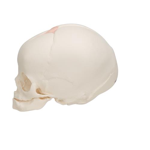 Cranio di feto - 3B Smart Anatomy, 1000057 [A25], Modelli di Cranio
