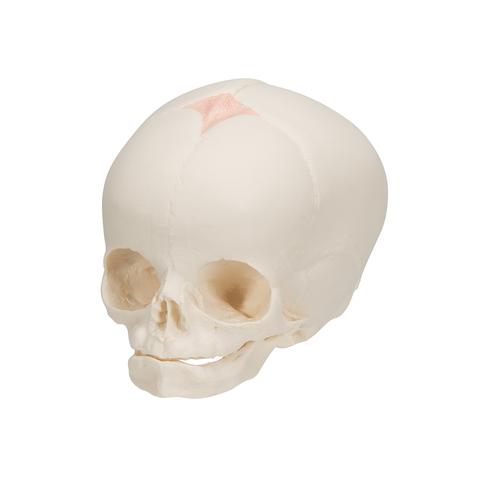 Cranio di feto - 3B Smart Anatomy, 1000057 [A25], Modelli di Cranio
