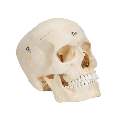 BONElike Cranio - cranio osseo, in 6 parti - 3B Smart Anatomy, 1000062 [A281], Modelli di Cranio