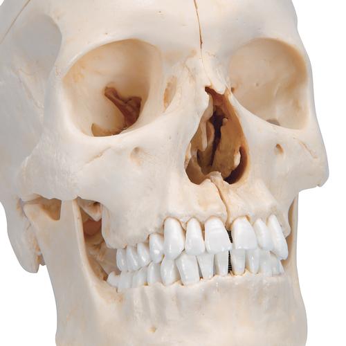 BONElike Cranio - cranio osseo, in 6 parti - 3B Smart Anatomy, 1000062 [A281], Modelli di Cranio