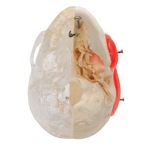 BONElike Cranio - cranio combinato, trasparente/osseo, in 8 parti - 3B Smart Anatomy, 1000063 [A282], Modelli di Cranio
