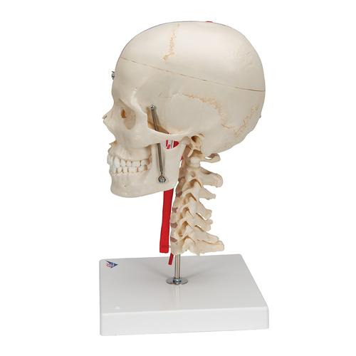 BONElike Cranio - cranio didattico di lusso, in 7 parti - 3B Smart Anatomy, 1000064 [A283], Modelli di Colonna Vertebrale