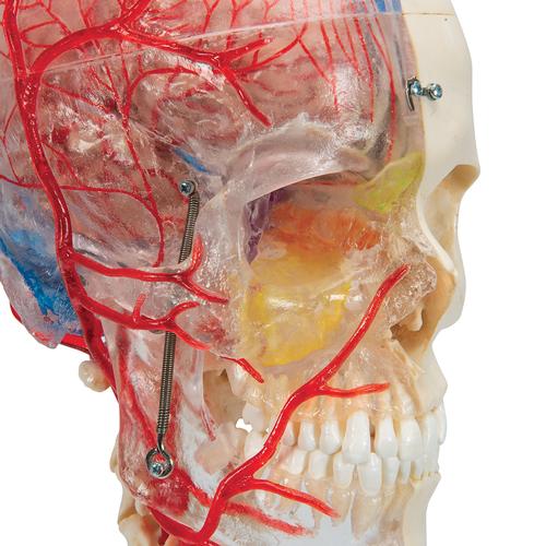 BONElike Cranio - cranio didattico di lusso, in 7 parti - 3B Smart Anatomy, 1000064 [A283], Modelli di vertebre