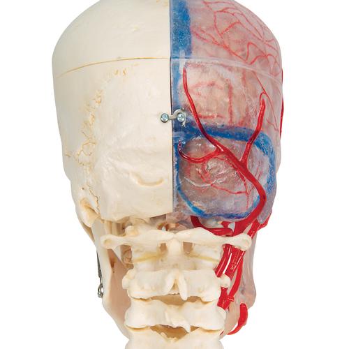 BONElike Cranio - cranio didattico di lusso, in 7 parti - 3B Smart Anatomy, 1000064 [A283], Modelli di Colonna Vertebrale