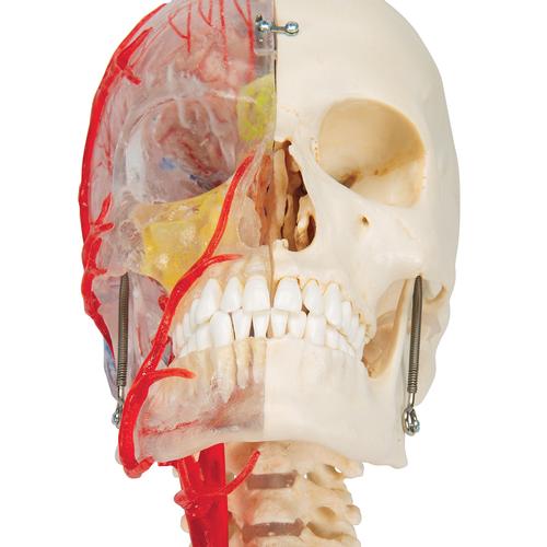 BONElike Cranio - cranio didattico di lusso, in 7 parti - 3B Smart Anatomy, 1000064 [A283], Modelli di Cranio