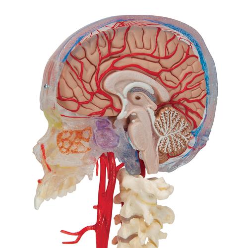 BONElike Cranio - cranio didattico di lusso, in 7 parti - 3B Smart Anatomy, 1000064 [A283], Modelli di Cranio