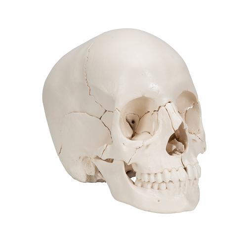 Cranio scomponibile 3B Scientific® – Versione anatomica in 22 parti - 3B Smart Anatomy, 1000068 [A290], Modelli di Cranio