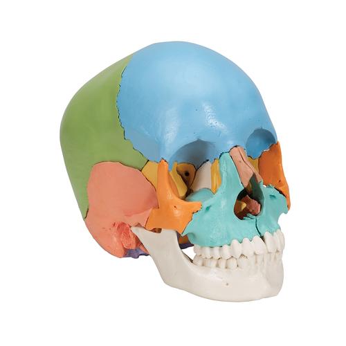 Cranio Scomponibile Versione Didattica in 22 parti - 3B Smart Anatomy, 1023540 [A291], PON Biologia - Laboratorio di Anatomia umana