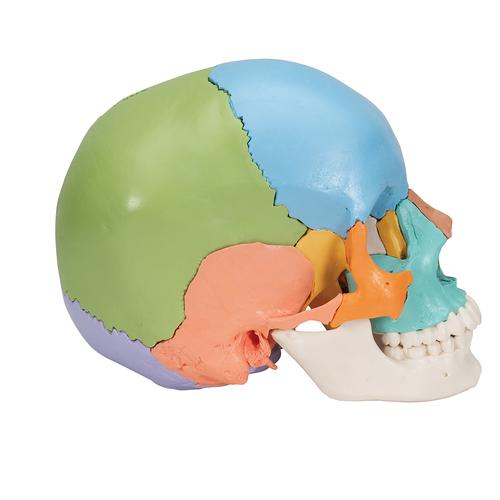 Cranio Scomponibile Versione Didattica in 22 parti - 3B Smart Anatomy, 1023540 [A291], PON Biologia - Laboratorio di Anatomia umana