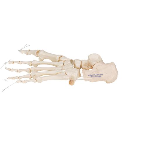 Scheletro del piede su filo di nylon, non fisso - 3B Smart Anatomy, 1019356 [A30/2], Modelli di scheletro del piede e della gamba