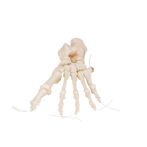 Scheletro del piede su filo di nylon, non fisso - 3B Smart Anatomy, 1019356 [A30/2], Modelli di scheletro del piede e della gamba