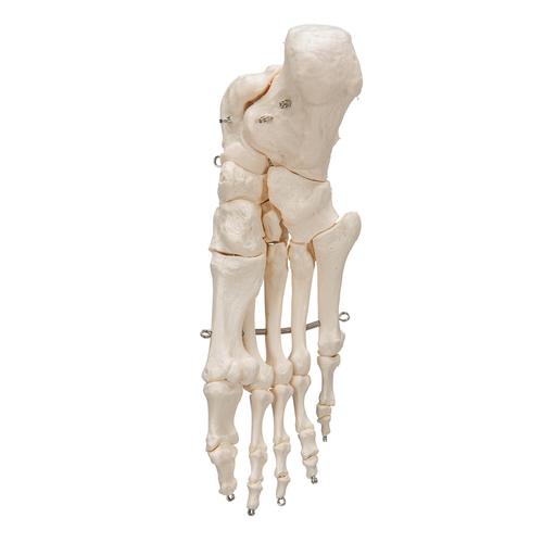 Scheletro del piede su filo metallico - 3B Smart Anatomy, 1019355 [A30], Modelli di scheletro del piede e della gamba